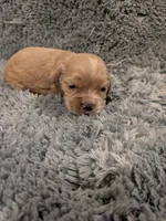Cane, a male Cocker Spaniel for sale in Loxley, AL – 1 of 3