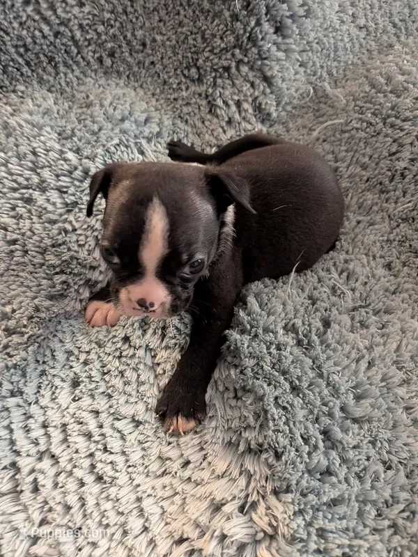 Buster – Boston Terrier puppy for sale in Loxley, AL
