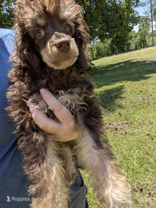 Peter – Poodle - Toy  puppy for sale in Loxley, AL
