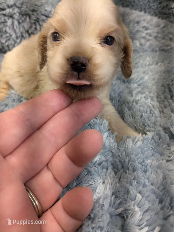 Cierra – Cocker Spaniel puppy for sale in Loxley, AL