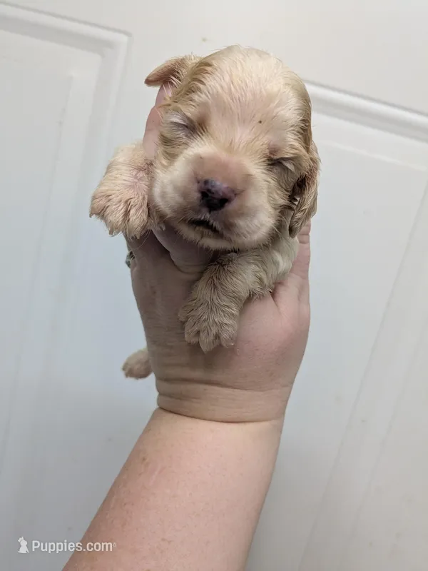 Cierra – Cocker Spaniel puppy for sale in Loxley, AL