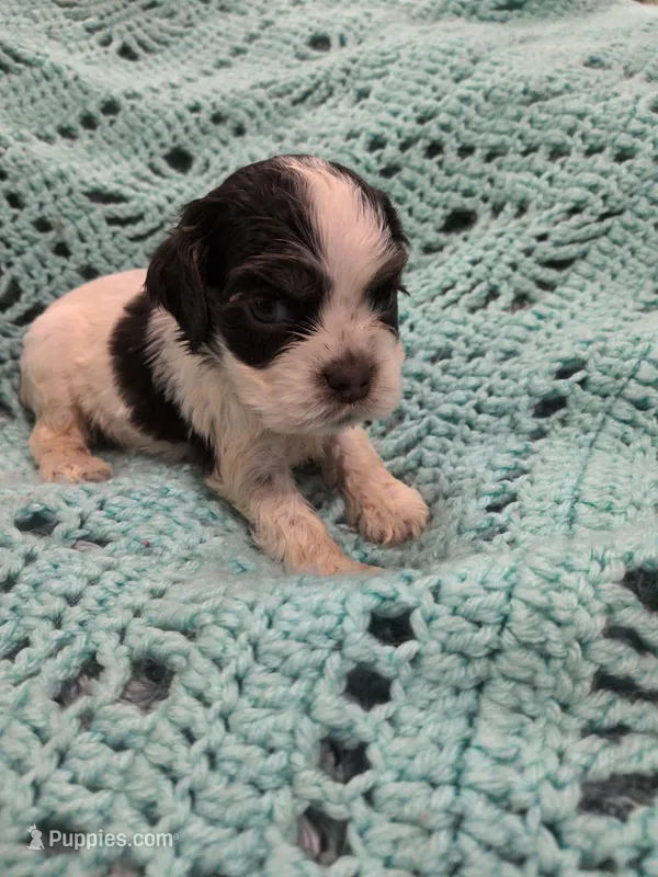 Camilla – Cocker Spaniel puppy for sale in Loxley, AL
