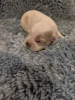 Chuck, a male Cocker Spaniel for sale in Loxley, AL – 3 of 3