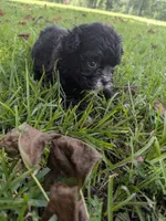 Sara, a female Shihpoo for sale in Loxley, AL – 2 of 5