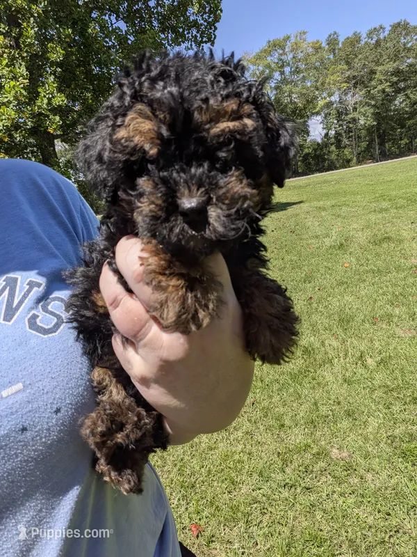 Paula – Poodle - Toy  puppy for sale in Loxley, AL