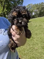 Paula, a female Poodle - Toy  for sale in Loxley, AL – 1 of 5