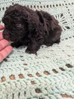 Sally, a female Shihpoo for sale in Loxley, AL – Photo 3 of 4