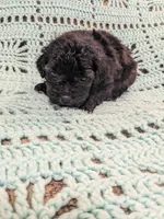 Sally, a female Shihpoo for sale in Loxley, AL – Photo 4 of 4