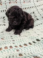 Sally, a female Shihpoo for sale in Loxley, AL – Photo 2 of 4