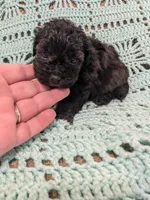 Sally, a female Shihpoo for sale in Loxley, AL – Photo 1 of 4