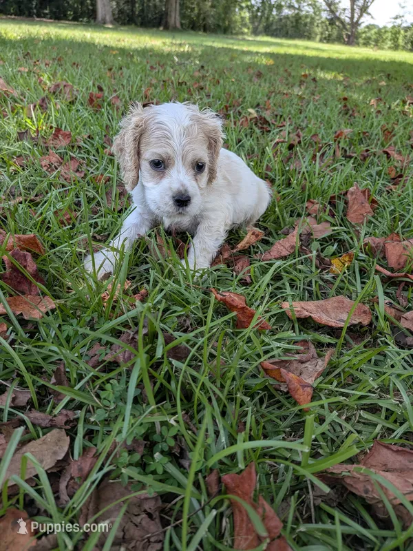 Chase – Cocker Spaniel puppy for sale in Loxley, AL