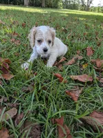 Chase, a male Cocker Spaniel for sale in Loxley, AL – 1 of 3