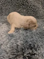 Chuck, a male Cocker Spaniel for sale in Loxley, AL – 2 of 3