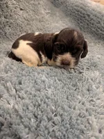 Chris, a male Cocker Spaniel for sale in Loxley, AL – 2 of 3