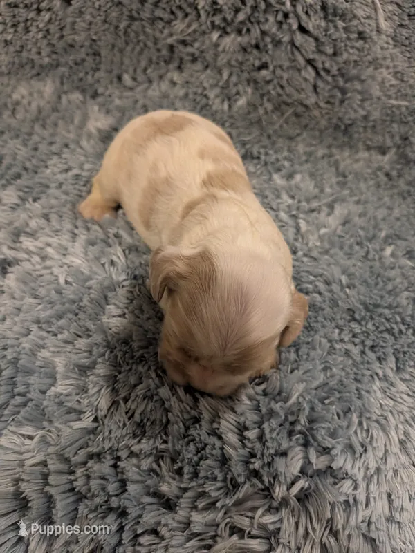 Chase – Cocker Spaniel puppy for sale in Loxley, AL