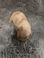 Chase, a male Cocker Spaniel for sale in Loxley, AL – 1 of 3