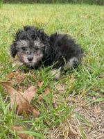 Phil, a male Poodle - Toy  for sale in Loxley, AL – Photo 4 of 4