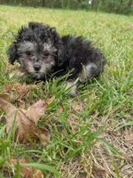 Phil, a male Poodle - Toy  for sale in Loxley, AL – Photo 3 of 4