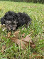 Phil, a male Poodle - Toy  for sale in Loxley, AL – Photo 2 of 4