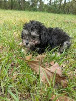 Phil, a male Poodle - Toy  for sale in Loxley, AL – Photo 1 of 4