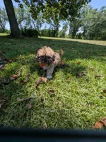 Sunny, a male Shih Tzu for sale in Loxley, AL – 3 of 4