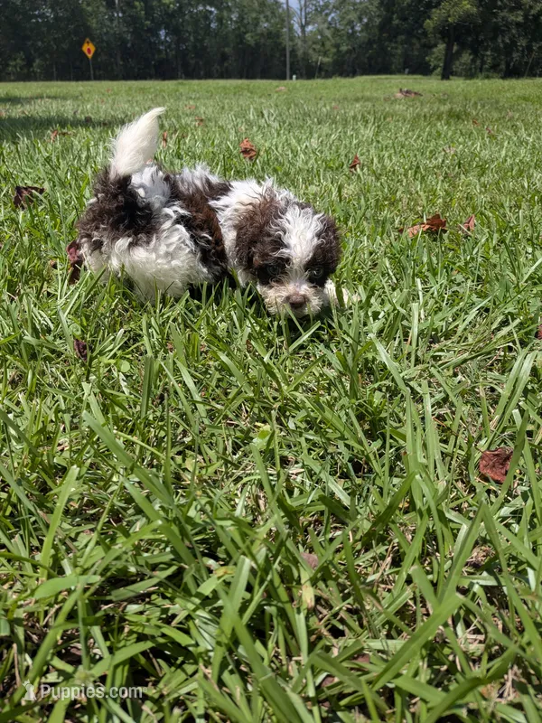 Sammy boy – Shihpoo puppy for sale in Loxley, AL