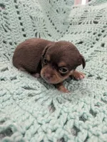 Sallie, a female Chihuahua for sale in Loxley, AL – 3 of 3