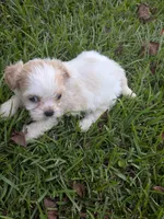 Sunny, a male Shihpoo for sale in Loxley, AL – 2 of 3