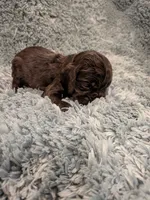 Cash , a male Cocker Spaniel for sale in Loxley, AL – 3 of 3