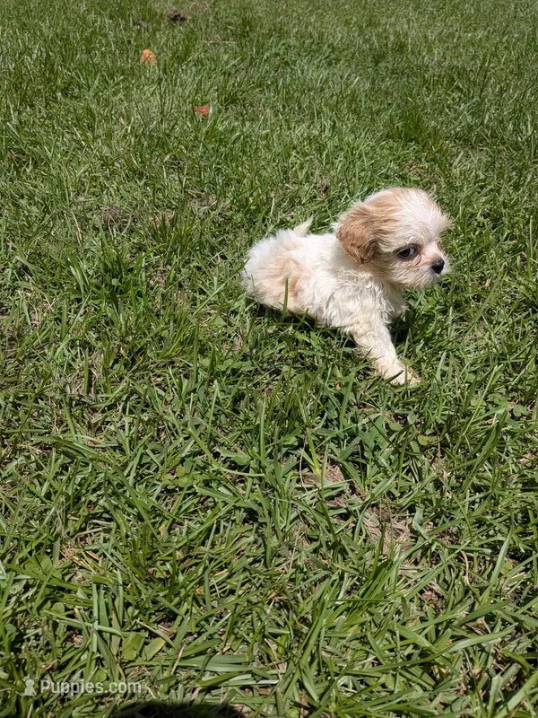 Samuel  – Shihpoo puppy for sale in Loxley, AL