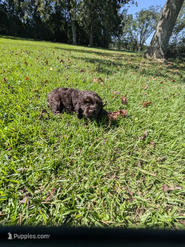 Chuck – Cocker Spaniel puppy for sale in Loxley, AL