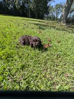 Chuck, a male Cocker Spaniel for sale in Loxley, AL – 1 of 4