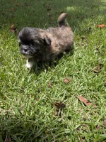 Shane, a male Shih Tzu for sale in Loxley, AL – 3 of 5