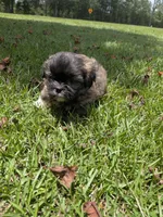 Shane, a male Shih Tzu for sale in Loxley, AL – 4 of 5