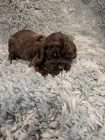 Cash , a male Cocker Spaniel for sale in Loxley, AL – 2 of 3
