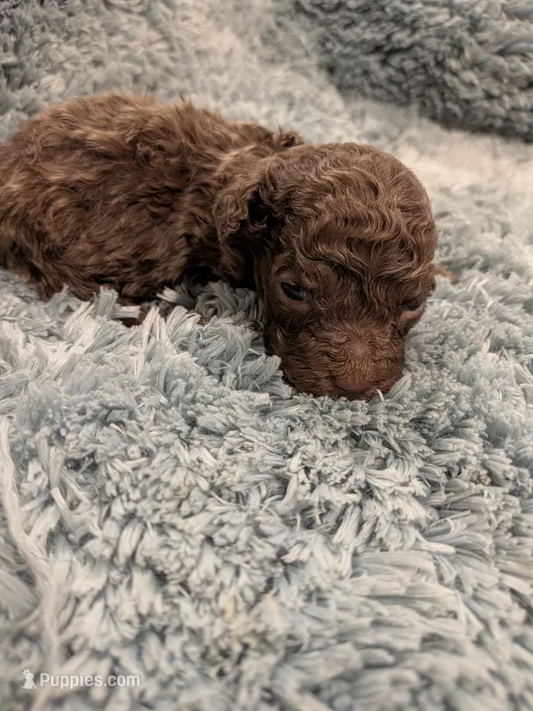 Mark – Maltipoo puppy for sale in Loxley, AL