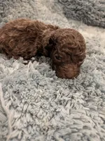Mark, a male Maltipoo for sale in Loxley, AL – 1 of 3