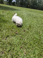 Shay, a female Shih Tzu for sale in Loxley, AL – 5 of 5