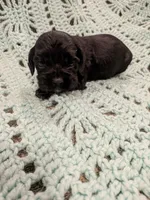 Casey, a female Cocker Spaniel for sale in Loxley, AL – 2 of 2