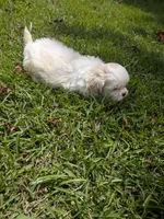 Sam, a male Shih Tzu for sale in Loxley, AL – 4 of 5