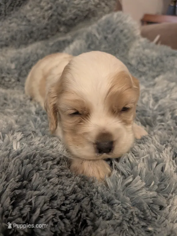 Charles  – Cocker Spaniel puppy for sale in Loxley, AL