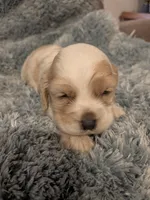 Charles , a male Cocker Spaniel for sale in Loxley, AL – 1 of 3