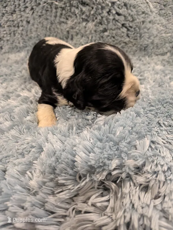 Cam – Cocker Spaniel puppy for sale in Loxley, AL