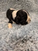 Cam, a male Cocker Spaniel for sale in Loxley, AL – 1 of 4