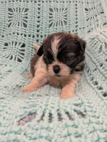 Sandy, a female Shih Tzu for sale in Loxley, AL – Photo 2 of 3