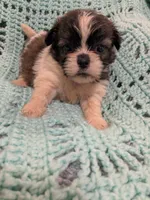 Sandy, a female Shih Tzu for sale in Loxley, AL – Photo 1 of 3