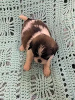 Sandy, a female Shih Tzu for sale in Loxley, AL – Photo 3 of 3