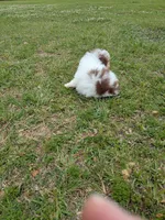 Paul, a male Poodle - Toy  for sale in Loxley, AL – Photo 4 of 4