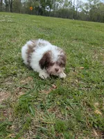 Paul, a male Poodle - Toy  for sale in Loxley, AL – Photo 3 of 4