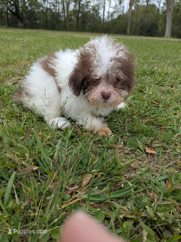Paul – Poodle - Toy  puppy for sale in Loxley, AL
